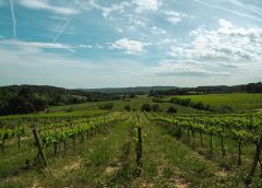 Celler Clot de les Soleres