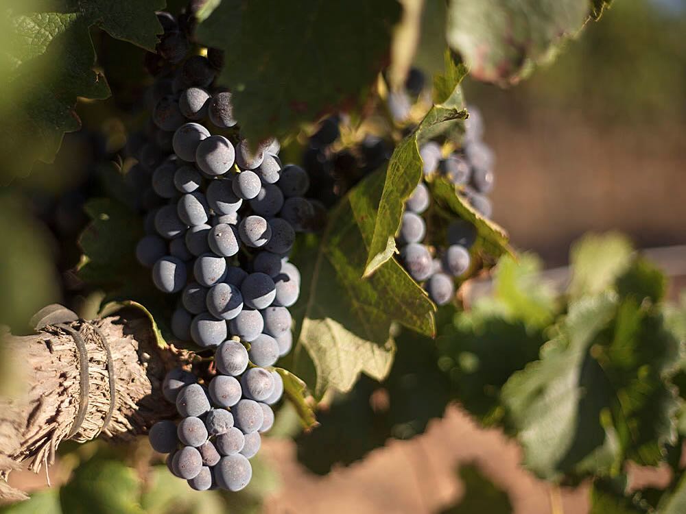 Carlania-Celler-trepat