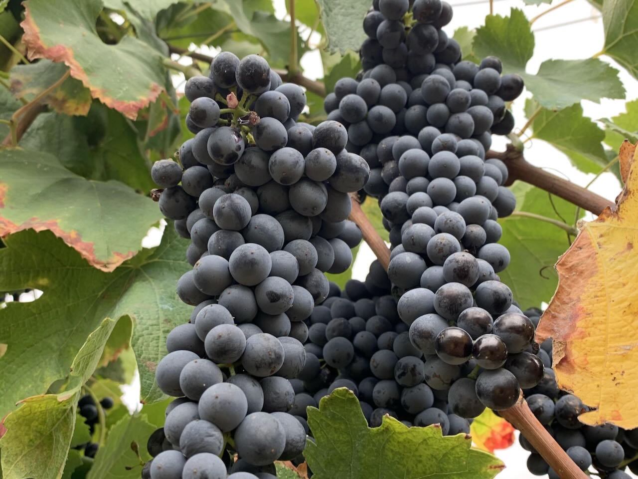 Castell d'Age el raïm