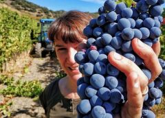 Celler Vega Aixalà Conca de Barberà