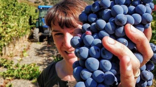 Eva Vega Aixalà la vinya