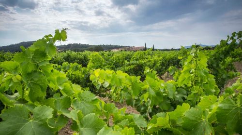 PUJOL CARGOL MASSARAC