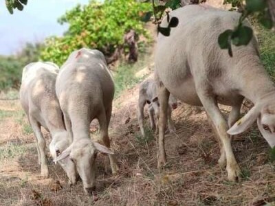 ovelles de Vins Desantesos